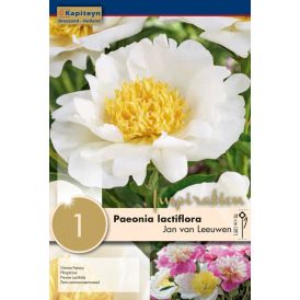 Kevätkukkasipuli Pioni Lactiflora Jan van Leeuwen 1 kpl