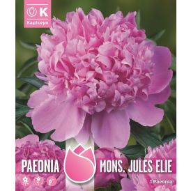 Kevätkukkasipuli Kapiteyn Paeonia Mons Jules Elie 1 kpl
