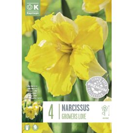 Syyskukkasipuli Kapiteyn Narsissi Growers Love 5 kpl
