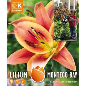 Kevätkukkasipuli Kapiteyn Lilja Montego Bay 3 kpl