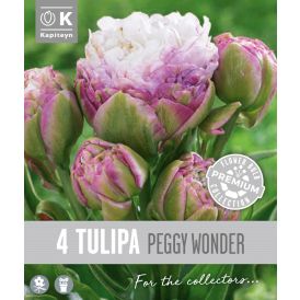 Syyskukkasipuli Kapiteyn Tulppaani Double Late Peggy 4 kpl