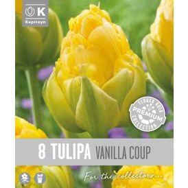Syyskukkasipuli Kapiteyn Tulppaani Double Late Vanilla 8 kpl