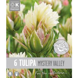 Syyskukkasipuli Kapiteyn Tulppaani Double Fosteriana Mystery 6 kpl