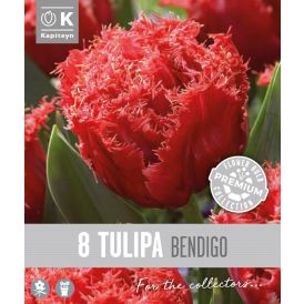 Syyskukkasipuli Kapiteyn Tulppaani Double Fringed Bendigo 8 kpl