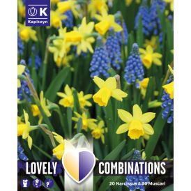 Syyskukkasipuli Kapiteyn Combinations Narsissi ja Helmililja 50 kpl