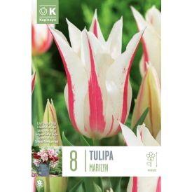 Syyskukkasipuli Kapiteyn Tulppaani Lily Flowered Marilyn 8 kpl