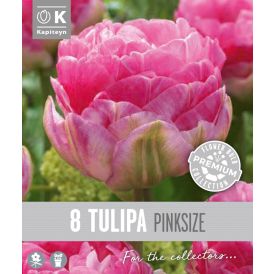Syyskukkasipuli Kapiteyn Tulppaani Double Late Pink 8 kpl