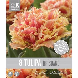 Syyskukkasipuli Kapiteyn Tulppaani Double Fringed Brisbane 8 kpl