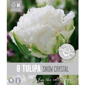 Syyskukkasipuli Kapiteyn Tulppaani Double Fringed Snow 8 kpl