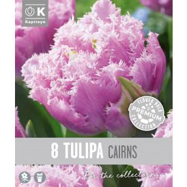 Syyskukkasipuli Kapiteyn Tulppaani Double Fringed Cairns 8 kpl