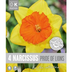 Syyskukkasipuli Kapiteyn Narsissi Large Cupped 4 kpl