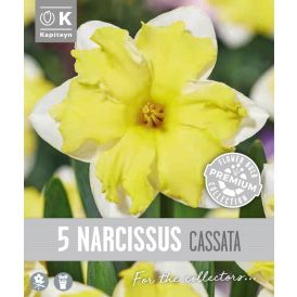 Syyskukkasipuli Kapiteyn Narsissi Collar Cassata 5 kpl