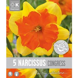 Syyskukkasipuli Kapiteyn Narsissi Collar Congress 5 kpl