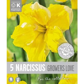 Syyskukkasipuli Kapiteyn Narsissi Collar Growers 5 kpl