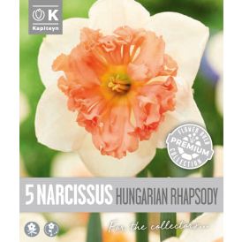 Syyskukkasipuli Kapiteyn Narsissi Collar Hungaria 5 kpl
