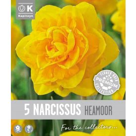 Syyskukkasipuli Kapiteyn Narsissi Double Heamoor 5 kpl