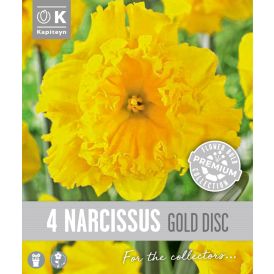 Syyskukkasipuli Kapiteyn Narsissi Collar Gold 4 kpl