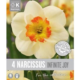 Syyskukkasipuli Kapiteyn Narsissi Large Cupped 4 kpl