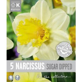 Syyskukkasipuli Kapiteyn Narsissi Large Cupped 5 kpl