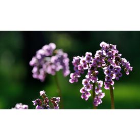 Herttavuorenkilpi Bergenia Cordifolia Winterglut