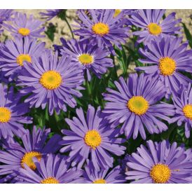 Alppiasteri Aster Alpinus Beauty Blue