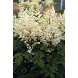 Jaloangervo Astilbe Rock And Roll C2