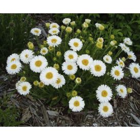 Alppiasteri Aster Alpinus Beauty White P12