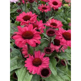 Tarhapunahattu Echinacea SunSeekers Carmine