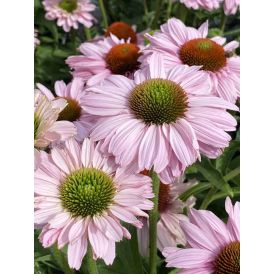 Tarhapunahattu Echinacea SunSeekers Blush