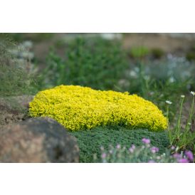 Keltamaksaruoho Mihkel Saar Yellow Queen P12 / P15