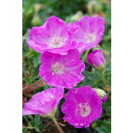 Verikurjenpolvi Geranium Sanguineum Max Frei