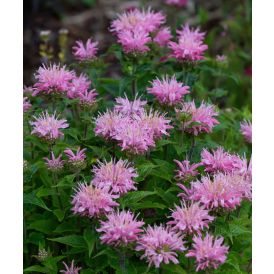 Väriminttu Monarda Pink Frosting C2