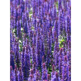Lehtosalvia Salvia nemorosa Sensation Deep Blue