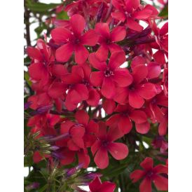 Syysleimu Phlox Paniculata Early Red