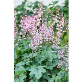 Rusohaltiankukka Heucherella Pink Fizz C2