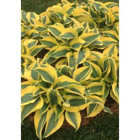 Kuunlilja Hosta Autumn Frost C2