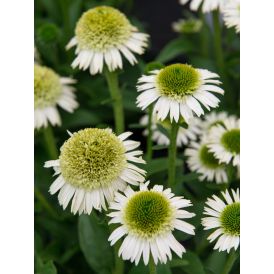 Tarhapunahattu Echinacea Delicious Nougat
