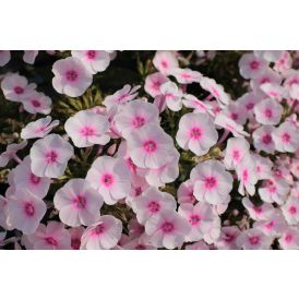 Syysleimu Flame Pro Soft Pink
