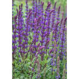 Lehtosalvia Puukool Caradonna