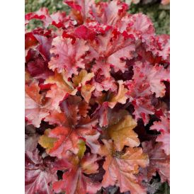 Keijunkukka Heuchera Boysenberry C2
