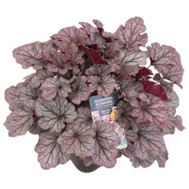 Keijunkukka Huckleberry