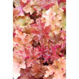 Keijunkukka Mihkel Saar Marmelade® C2 / P17
