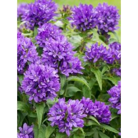 Peurankello Campanula glomerata Bellefleur Blue