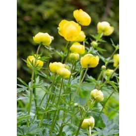 Kullero Mihkel Saar Puukool Lemon Queen C1,4