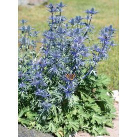 Komeapiikkiputki Mihkel Saar Big Blue P17