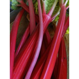 Tarharaparperi Rheum rhabarbarum Red Champagne