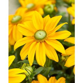 Päivänhattu Rudbeckia Ophelia