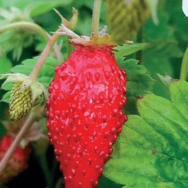 Kuukausimansikka Fragaria vesca Alexandria P12
