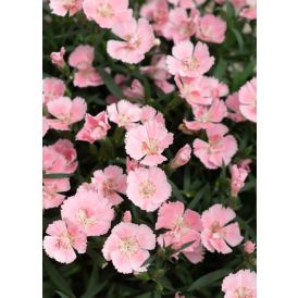 Neilikka Dianthus Freya P12