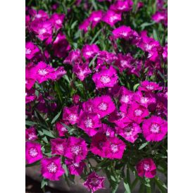 Neilikka Dianthus Kaia P12